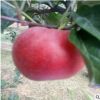 專供4公分紅將軍蘋果苗 紅將軍蘋果苗品質(zhì)純正