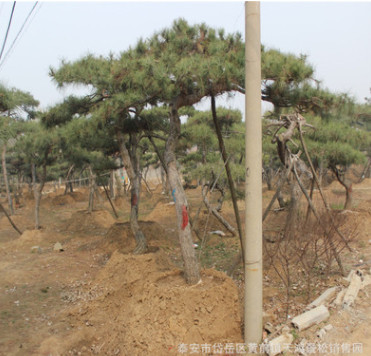 基地專業(yè)供應(yīng)景松 泰山迎客松 松樹造型 迎客松價(jià)格