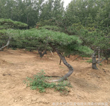 基地專業(yè)供應(yīng)泰山景松 樹形美觀 造型獨(dú)特 造型油松 量大優(yōu)惠