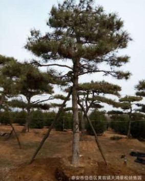 基地直銷白皮松 規(guī)格種類多樣 白皮松樹 成活率高 量大從優(yōu)
