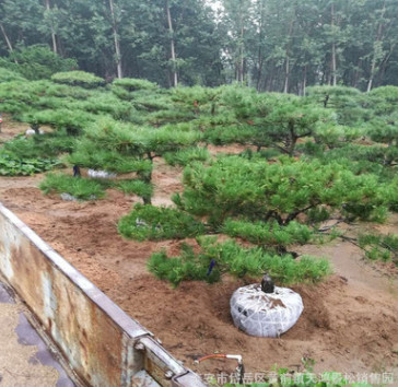 基地直銷泰山景松 造型獨(dú)特 樹形美觀 根系發(fā)達(dá) 景松造型