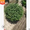 龜甲冬青毛球 灌木花卉 園林綠化 常綠喬木 水生植物 水生花卉