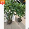 海桐小毛球 灌木花卉 園林綠化 常綠喬木 水生植物 水生花卉