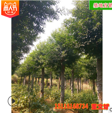 批發(fā)杜英樹苗 截桿移植杜英精品造型苗木園林綠化工程