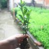 批發(fā)工程綠化小苗 冬青床苗 耐寒法國(guó)冬青 園林綠化用苗 規(guī)格全