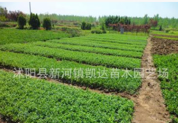 小葉女貞小苗 綠化工程行道樹(shù)苗 四季常青球 綠葉女貞床苗批發(fā)