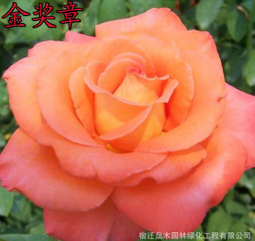 供應工程月季花 大花月季 庭院盆栽陽臺花卉 玫瑰薔薇苗