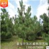 黑松基地大量銷售造型美觀價(jià)格優(yōu)美造型黑松 綠化園林基地造型松
