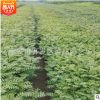 規格全品質優板栗苗 基地直銷量大從優板栗苗 現挖現買嫁接板栗苗