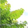 火焰木樹產地直銷 直徑5-60公分可供公園小區美化環境 可大量批發