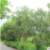 福建串錢柳、綠植批發(fā) 廠家直銷行道庭院園林景觀綠化工程