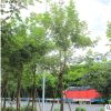 大量批發(fā)四季變化 黃花風(fēng)鈴木 產(chǎn)地大量供應(yīng)品相良好 基地直銷