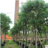 福建黃花槐基地直銷 大量批發(fā) 園林景觀工程供應(yīng) 規(guī)格齊全