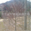 批發(fā)園林綠化工程 苗木 紅楓 紅楓樹 地徑4至10cm紅楓