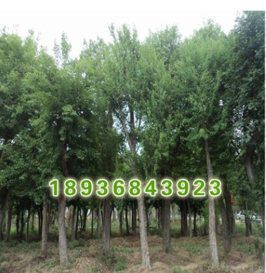 供應(yīng)榔榆樹(shù)綠化苗木 大小規(guī)格優(yōu)質(zhì)榔榆樹(shù) 易成活