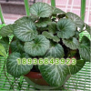 基地直銷 耐陰觀葉植物 虎耳草 又名金絲荷葉 室內(nèi)盆栽 凈化空氣