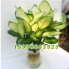 種植基地直銷優(yōu)質(zhì)觀葉植物盆栽 瑪麗安盆栽 又名花葉萬年青