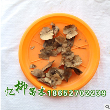 批發(fā)供應(yīng)優(yōu)質(zhì)金錢柳種子 銅錢柳 當(dāng)年新采 保質(zhì)保量 量大從優(yōu)