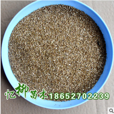 供應(yīng)結(jié)縷草種子 草坪 保證質(zhì)量 草坪苗 結(jié)縷草護坡草坪 量大從優(yōu)