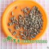 批發(fā)桂花樹種子四季桂花種子花卉種子 發(fā)芽率高 品種全 量大從優(yōu)
