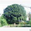 湖南苗圃優價批發——叢生桂花 叢生桂花樹 獨桿桂花 規格齊全