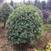原生態精品桂花球，大規格桂花球，八月桂花球，四季桂球