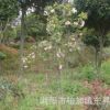 苗木基地直銷櫻花，日本晚櫻，早櫻，福建山櫻花。
