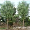 優價批發供應綠化苗木——垂柳 金絲垂柳 各種規格齊全 歡迎訂購