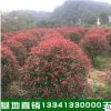 花卉小苗石楠球 高桿紅葉石楠 5公分高桿紅葉石楠基地優(yōu)惠價直銷