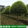 南方特色苗木桂花樹苗10-180cm 四季桂八月桂花樹價格優惠 可聯系