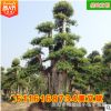 批發(fā)造型羅木石楠古樁樹 園林綠化工程苗木精品庭院常綠 基地直銷