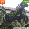 批發(fā)羅漢松 動物造型園林綠化工程用苗苗木庭院苗農(nóng)種植 基地直銷