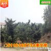 批發原生羅漢松 冠幅飽滿精品造型盆景園林綠化苗木 苗圃基地直銷