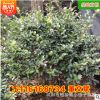 批發茶梅球 園林工程綠化苗木精品造型常綠喬木庭院樹木 基地直銷
