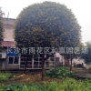 供應(yīng)D18cm桂花樹 金桂 八成樹 湖南桂花樹苗價格優(yōu)惠