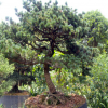 供應(yīng)造型植物 湖南五針?biāo)?造型五針?biāo)蓸涿烙^價實(shí)恵