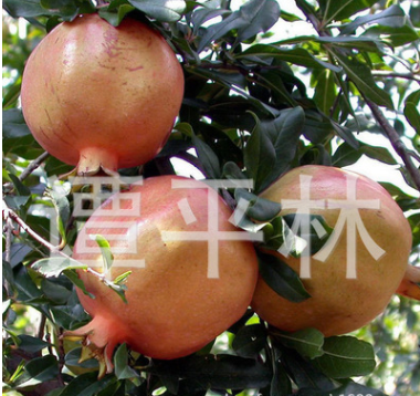 高產(chǎn)甜石榴苗 高成活率水果樹苗 庭院果樹種苗 石榴苗批發(fā)