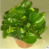 盆栽多肉植物碧玉批發(fā)貨源足量大優(yōu)惠辦公室迷你觀賞植物直銷(xiāo)
