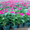 現(xiàn)貨供應(yīng) 觀賞花卉 綠化植物 長(zhǎng)春花 品種繁多 量大從優(yōu)