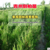 批發(fā)側(cè)柏苗 側(cè)柏樹(shù)苗 四季常青工程綠化苗 側(cè)柏廠家直銷(xiāo)