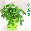 基地直銷(xiāo) 含羞草盆栽 室內(nèi)桌面花卉綠植 可愛(ài)奇趣花卉盆栽