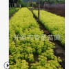 大量供應優質苗木金葉復葉槭扦插小苗規格齊全