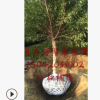 苗木基地直銷王族海棠.光輝海棠.規格齊全長年批發