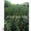 苗圃直銷綠化苗木.小葉丁香.四季丁香.質量保證
