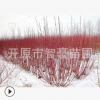 苗木基地.常年批發優質苗木紅瑞木抗澇.規格齊全