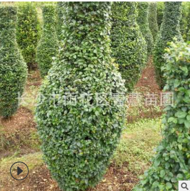 小葉女貞造型花瓶 細(xì)葉臘 基地直銷 別墅綠化