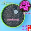 批發(fā)2018年新種子美國石竹種子綠化須苞石竹五彩石竹包郵貨到付款
