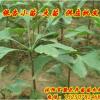 批發優質綠化苗木銀杏苗 白果 庭院植物占地苗白果樹