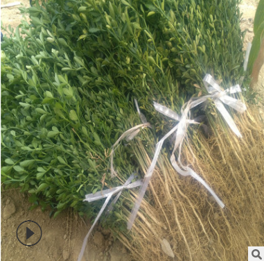 直銷積殼樹苗 大量供應(yīng)積殼樹苗 耐旱積殼樹苗基地 積殼樹苗