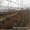 茂友園藝場藍莓樹苗 竇殼藍莓樹苗 紅果藍莓樹苗